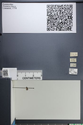 Media type: image;   Entomology 532319